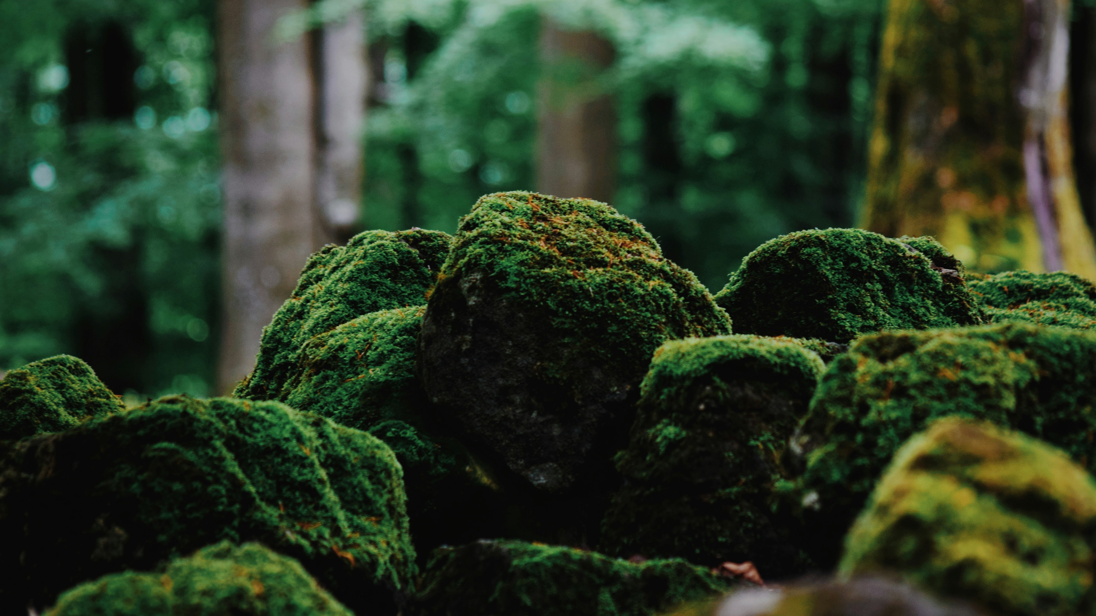 green moss on brown rock